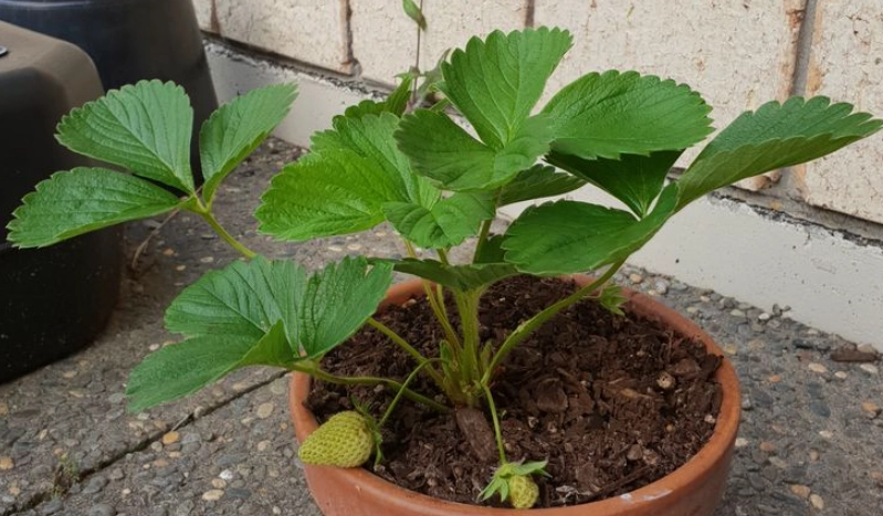 怎麼自己種草莓