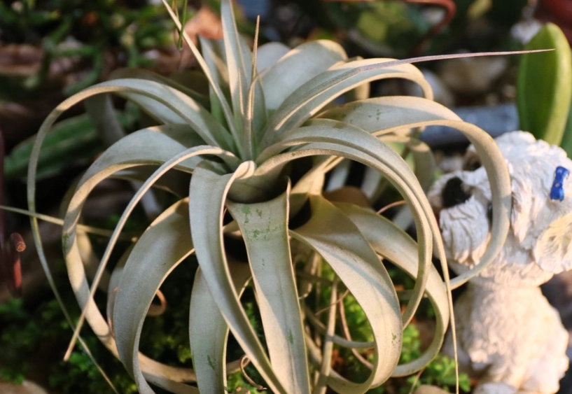 霸王空氣鳳梨壽命