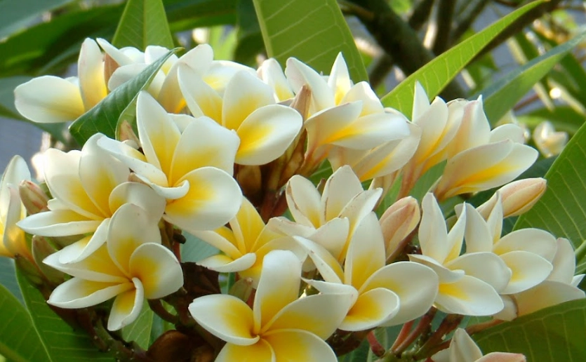 梔子花雞蛋花味道