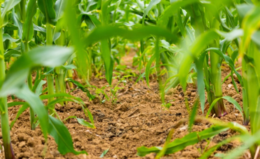 糯玉米種植時間