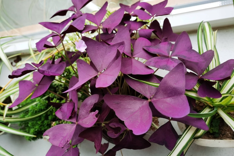 紫葉酢漿草繁殖