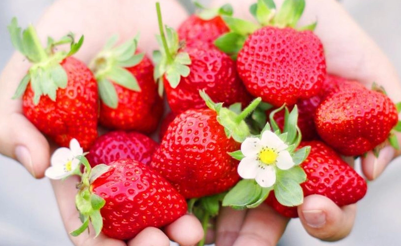 北海道草莓季節