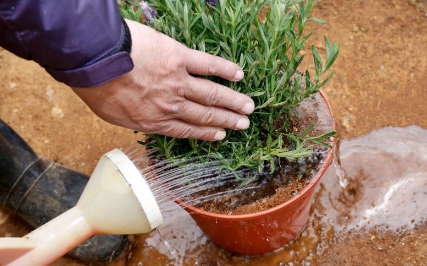 羽葉薰衣草室內