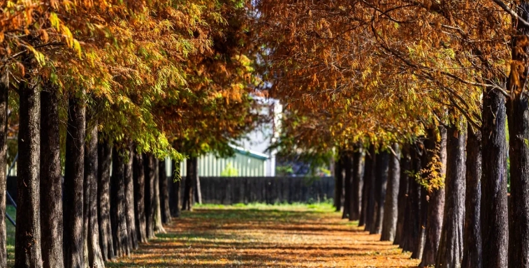 落羽松種植方法