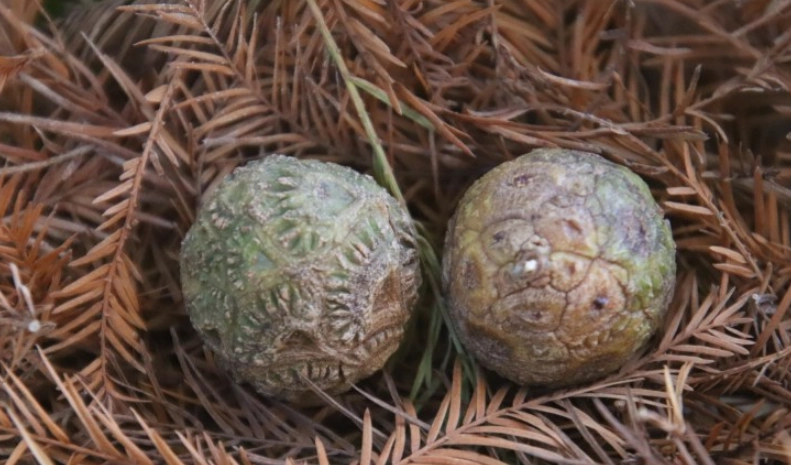 落羽松果實用途