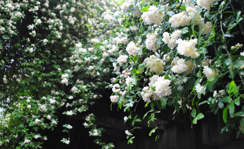 七里香花苞枯萎