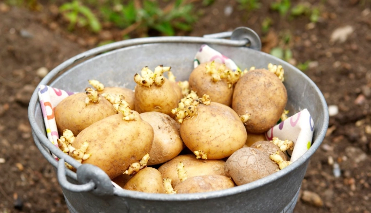 馬鈴薯繁殖方法