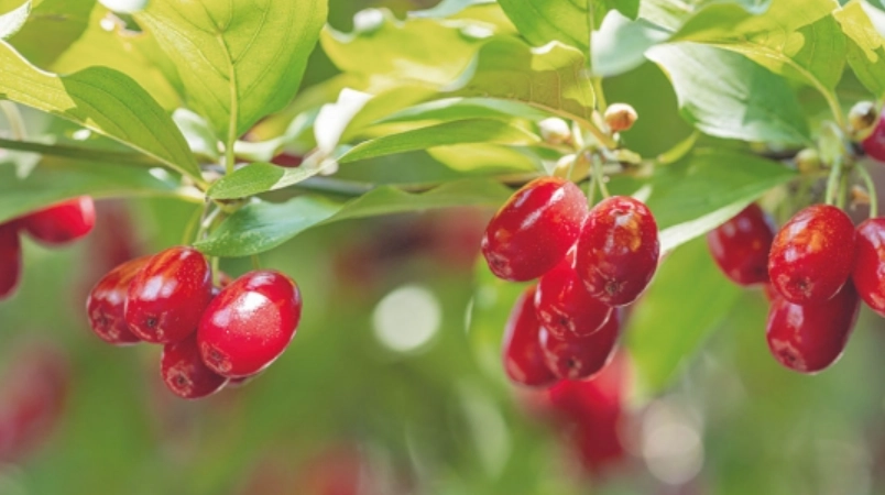 山茱萸功效