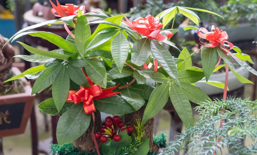 發財樹會開花嗎