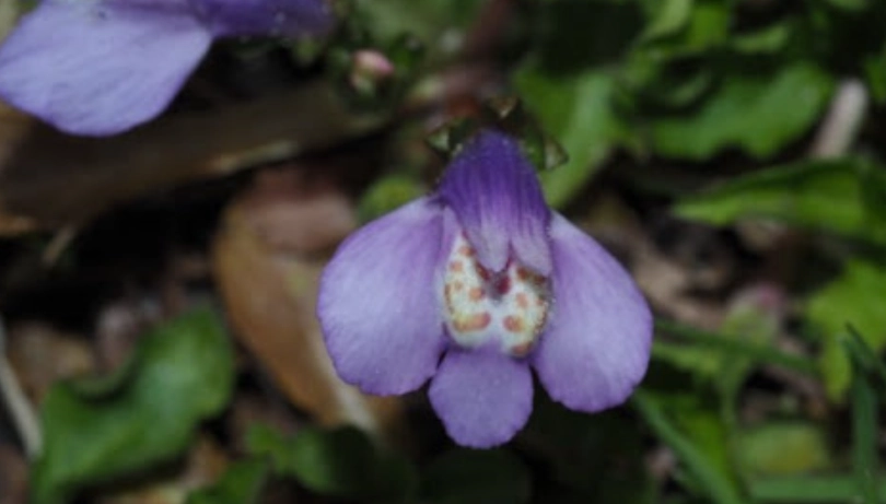 通泉草識別方法