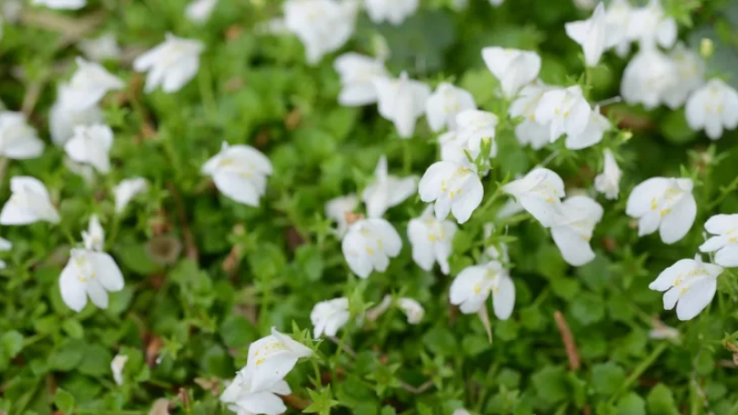 通泉草識別方法