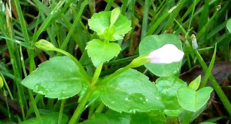 台灣定經草購買