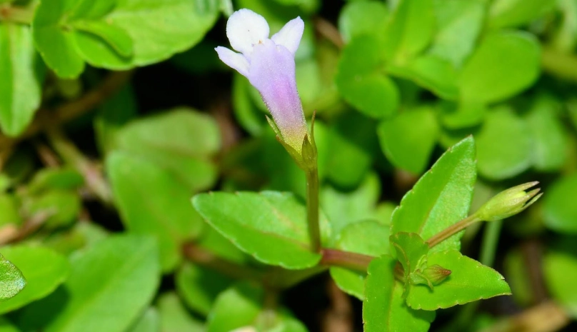 台灣定經草購買
