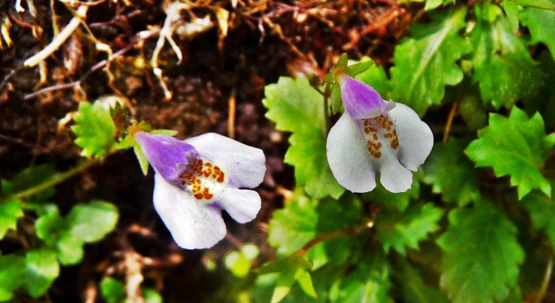 台灣野生植物觀察
