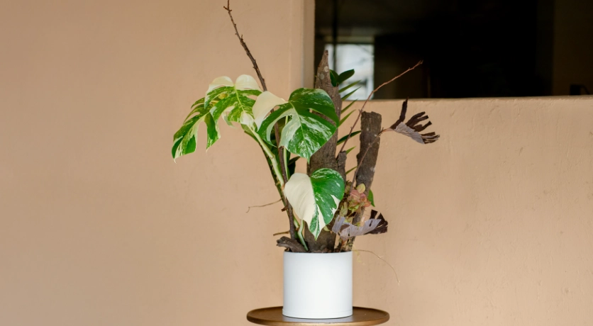 白斑龜背芋 照顧