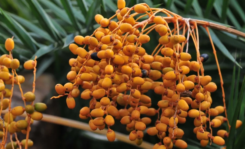 中東海棗 食用 注意