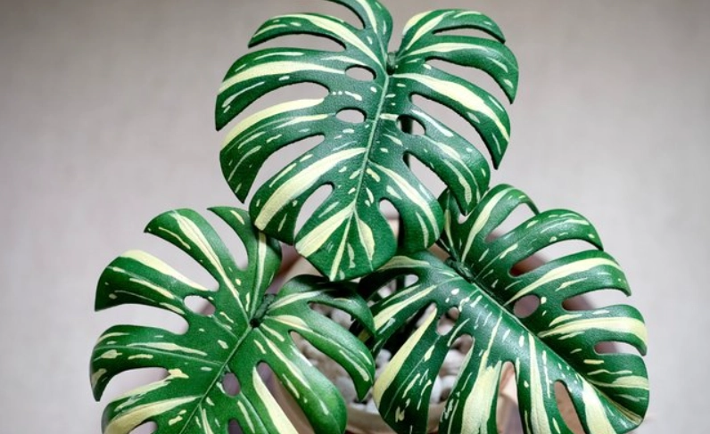 泰斑龜背芋 购买