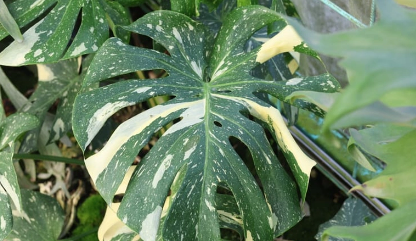 泰斑龜背芋 养护