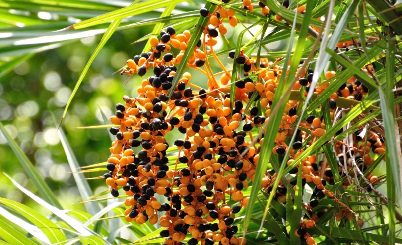 中東海棗 寵物 安全