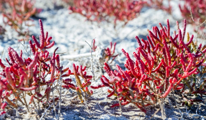 紅珊瑚草使用方法