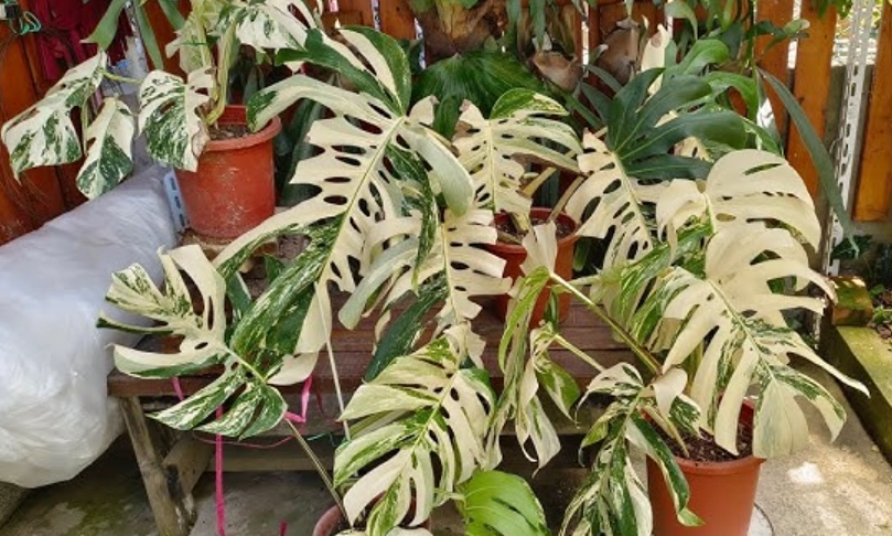 白斑龜背芋 照顧