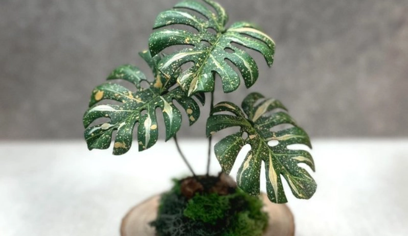 泰斑龜背芋 购买