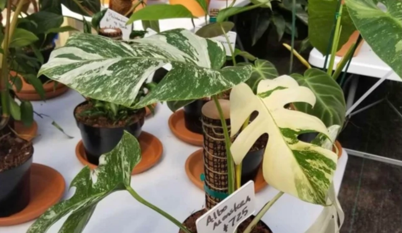 白斑龜背芋 澆水