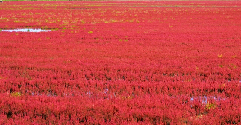 紅珊瑚草使用方法