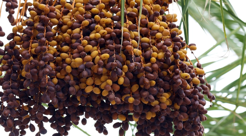 中東海棗 食用 注意