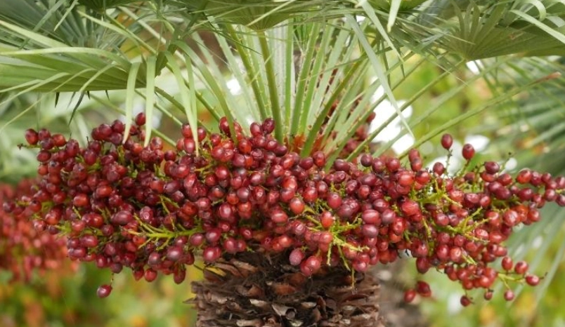 中東海棗 寵物 安全