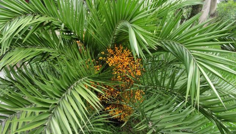 台灣野生植物食用