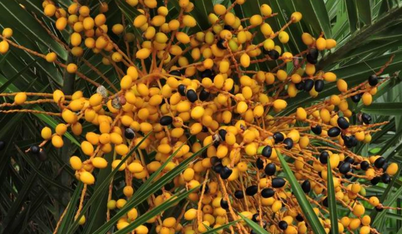 中東海棗有毒嗎