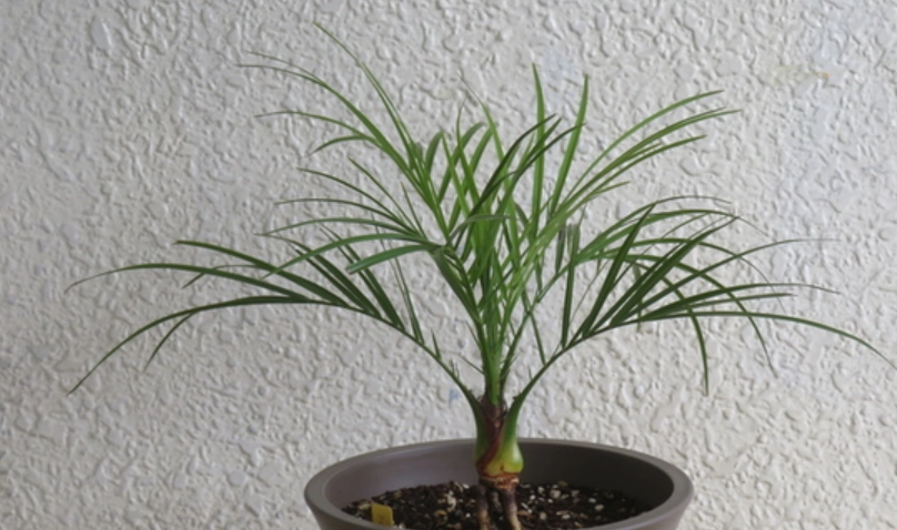 台灣海棗種子盆栽